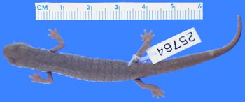 Media type: image; Herpetology A-25764